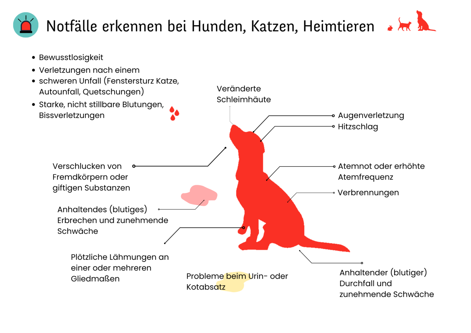 Tierarzt Notdienst Köln Notfall erkennen Tierarztpraxis am Mülheimer Stadtgarten